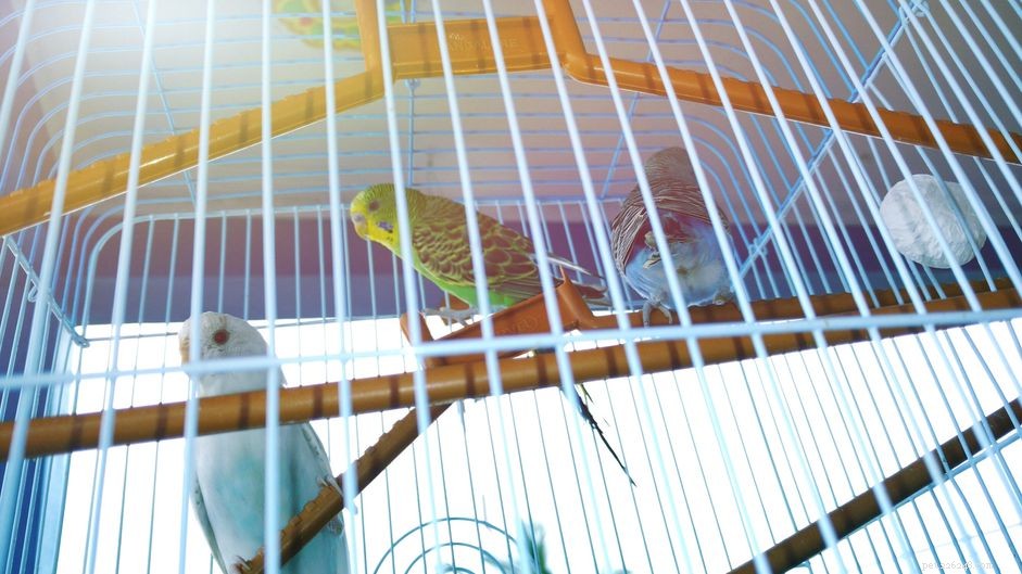 Effective Potty Training Techniques for Your Pet Bird