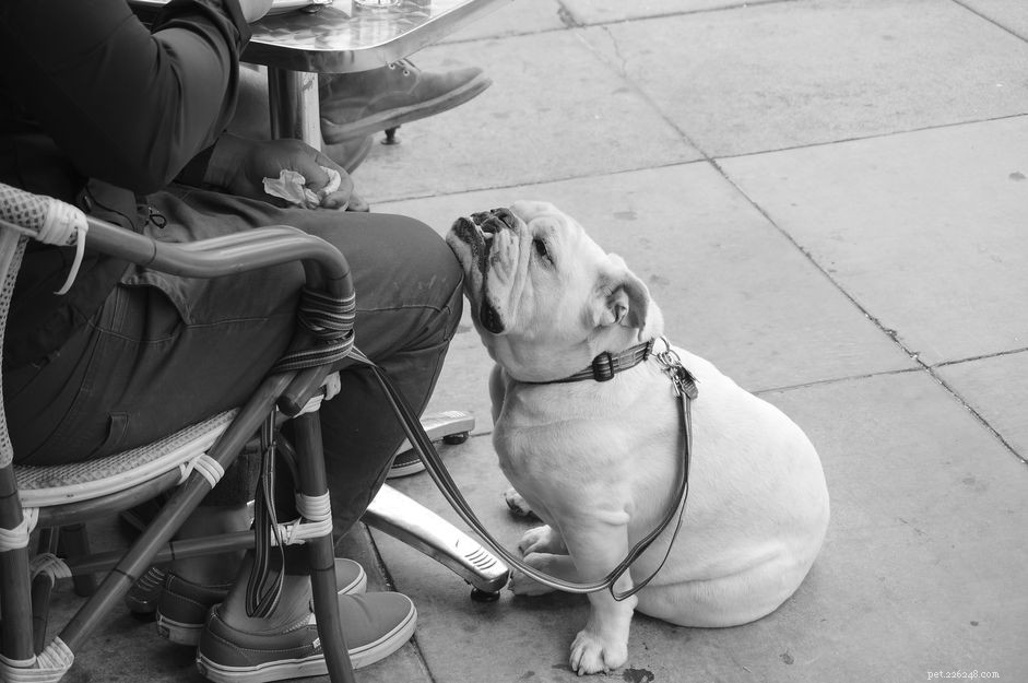 Why Do Some Dogs Lean on People? Understanding Their Need for Affection