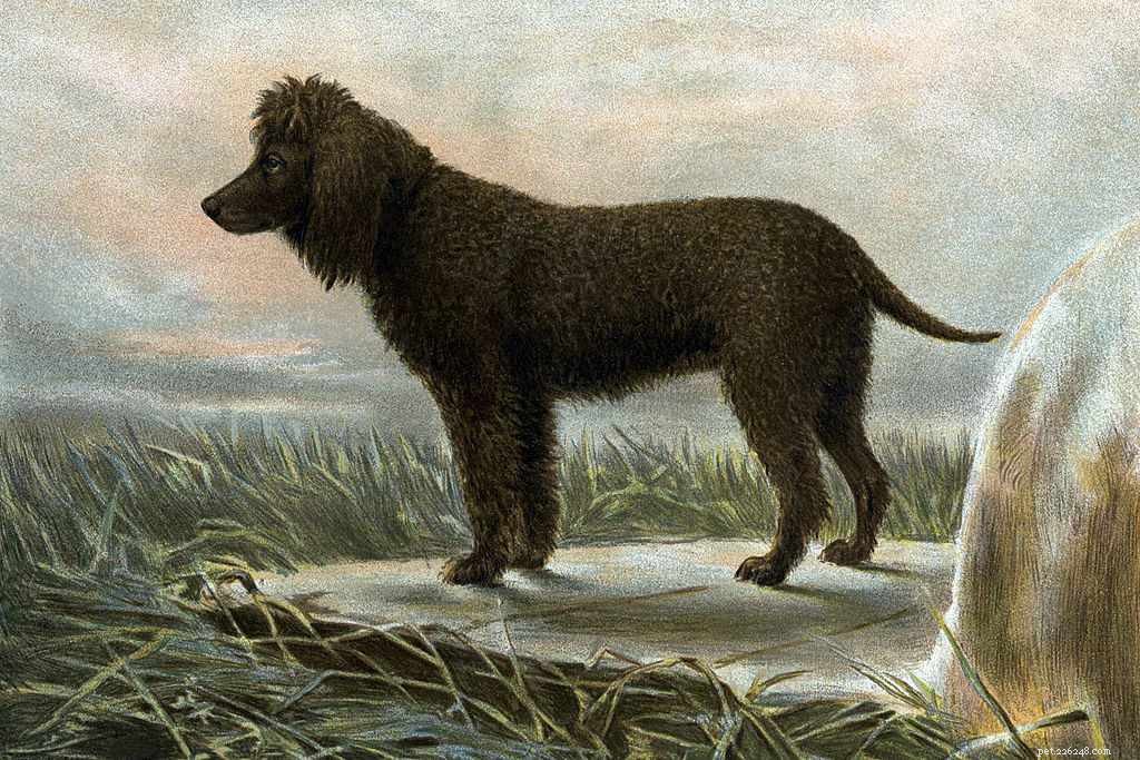 Complete Guide to the Irish Water Spaniel: Traits, Care, and History