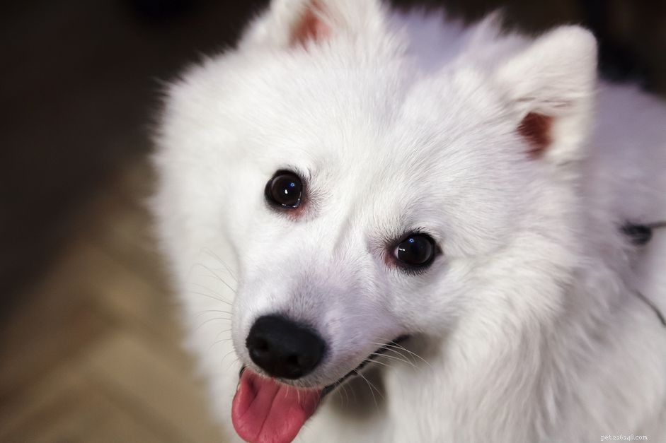 Japanese Spitz: Characteristics, Care, and Adoption Guide