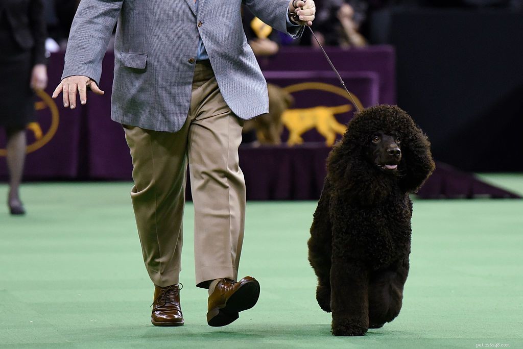 Complete Guide to the Irish Water Spaniel: Traits, Care, and History
