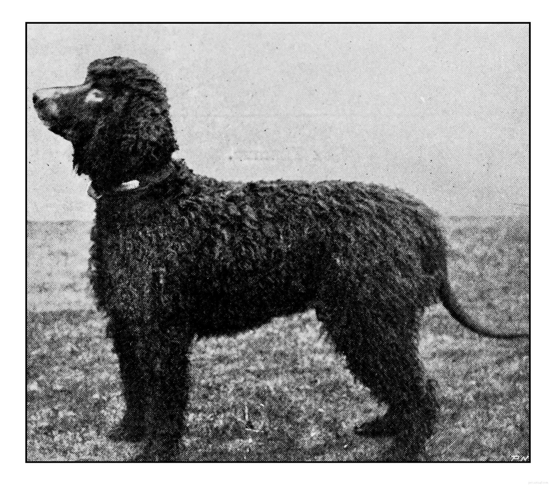 Complete Guide to the Irish Water Spaniel: Traits, Care, and History