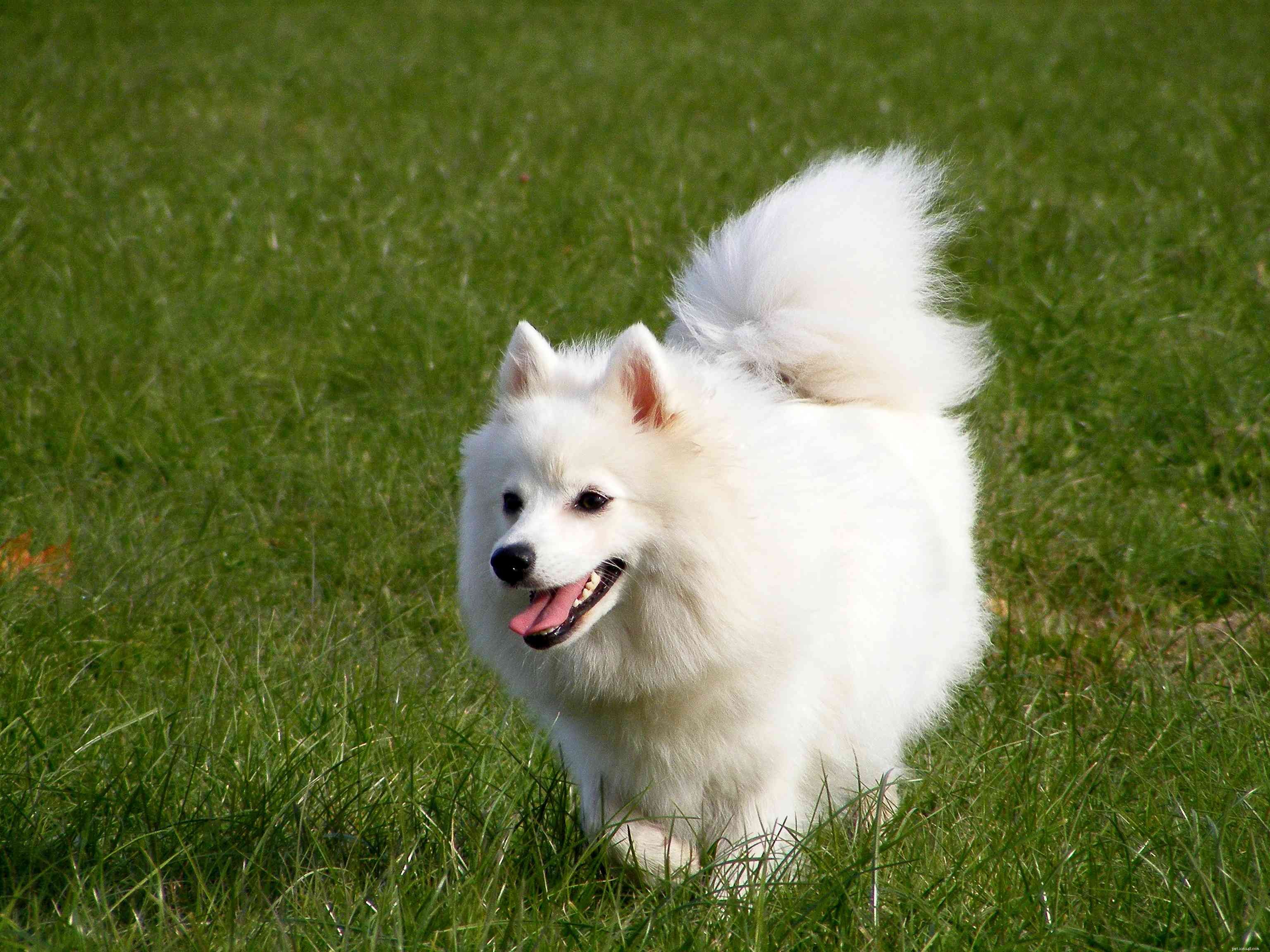 Japanese Spitz: Characteristics, Care, and Adoption Guide