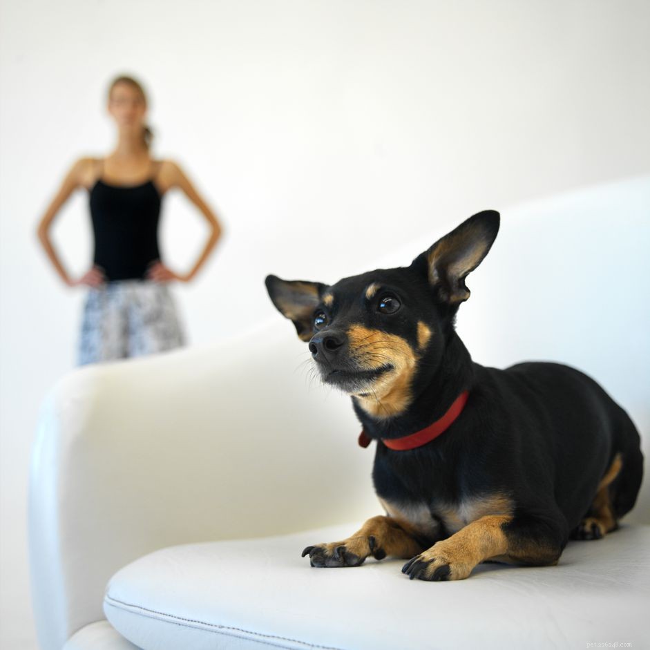 Safe and Effective Dog Training with Aversives