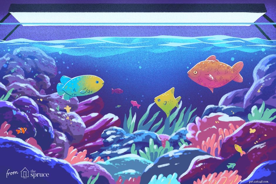 Ultimate Aquarium Heater Guide: Types, Installation & Maintenance