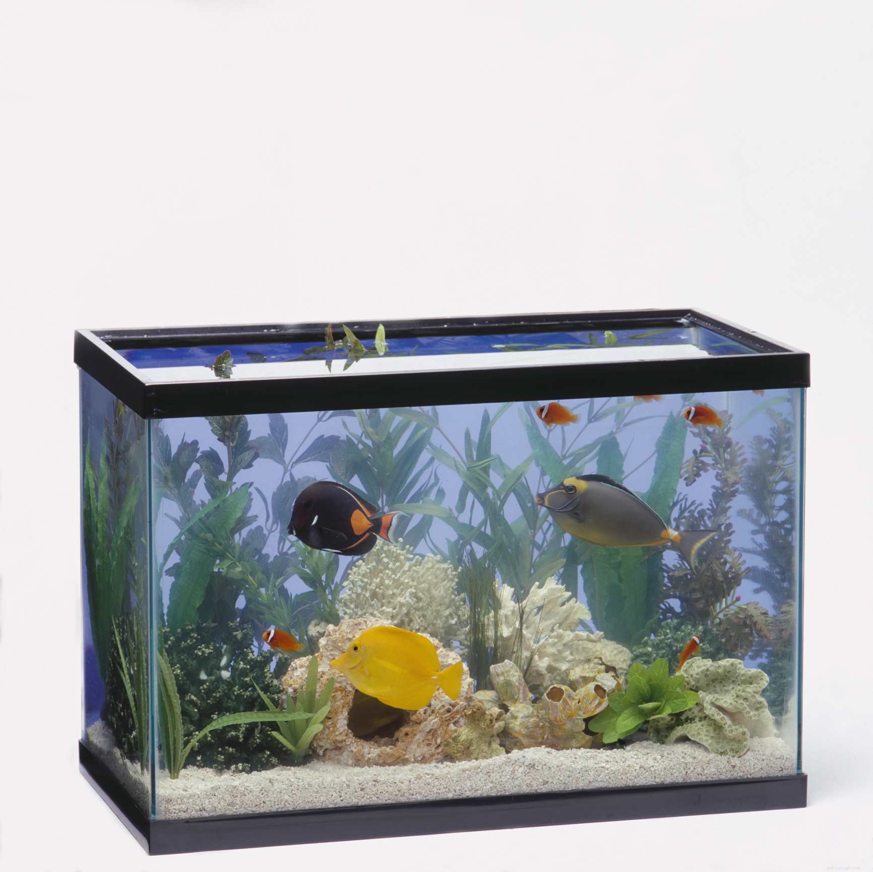 Ultimate Aquarium Heater Guide: Types, Installation & Maintenance