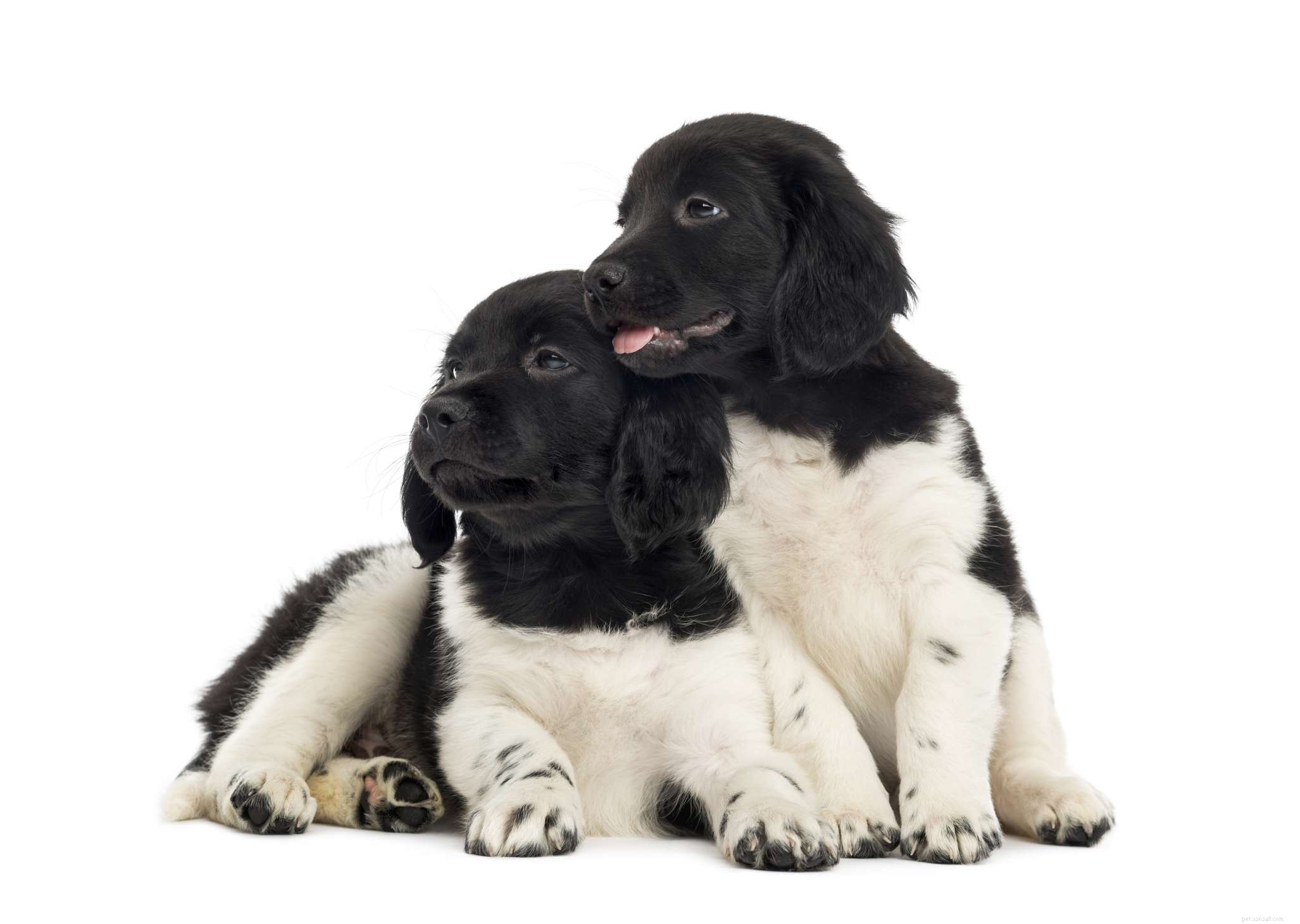 Stabyhound (Staby) – Rare Dutch Sporting Dog: Traits, Care & Adoption