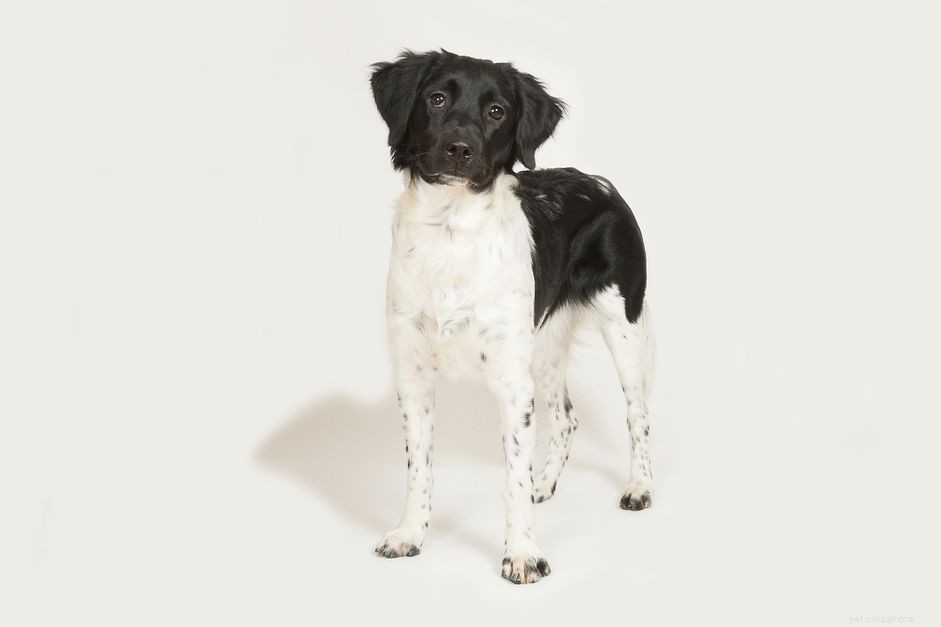 Stabyhound (Staby) – Rare Dutch Sporting Dog: Traits, Care & Adoption