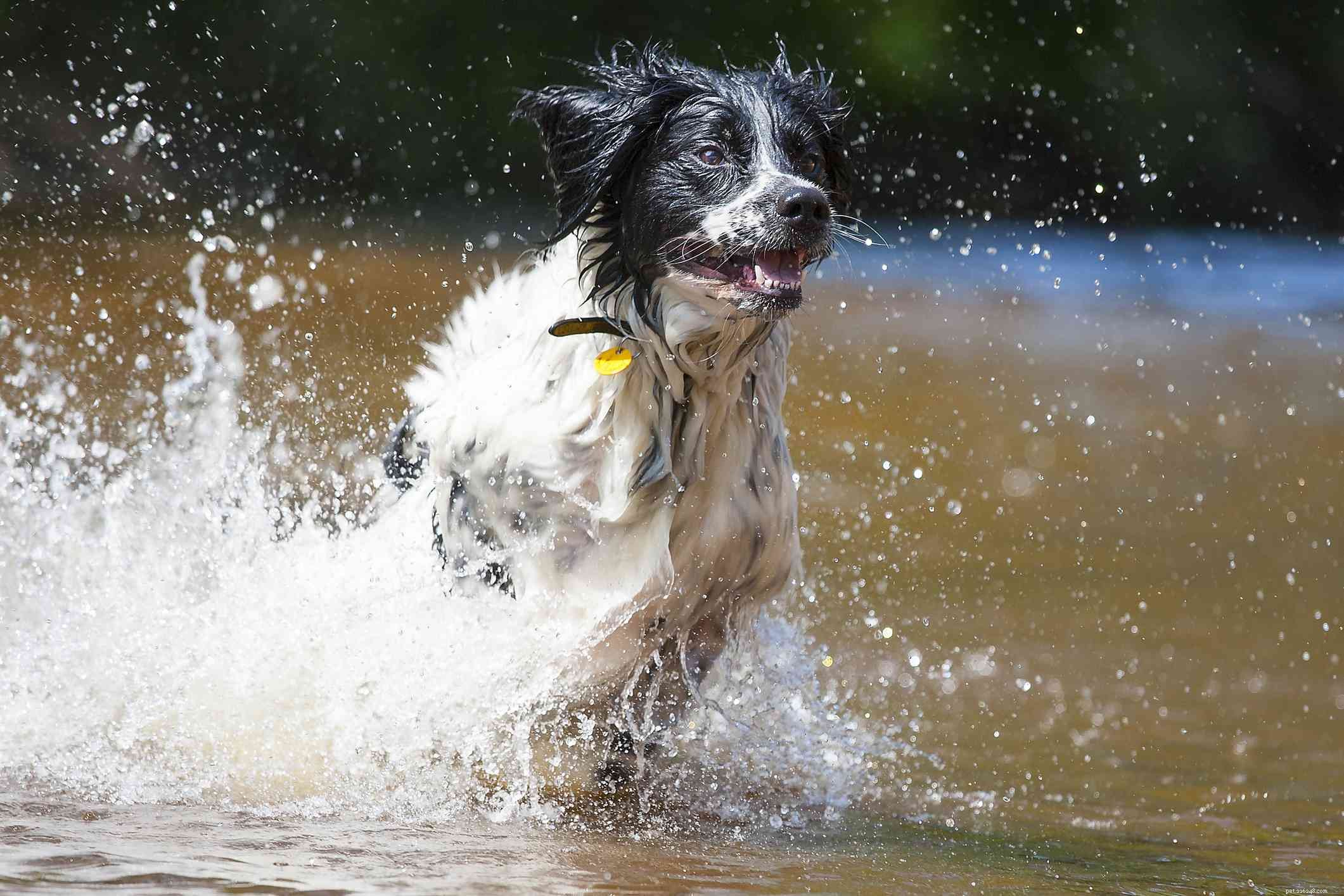 Stabyhound (Staby) – Rare Dutch Sporting Dog: Traits, Care & Adoption