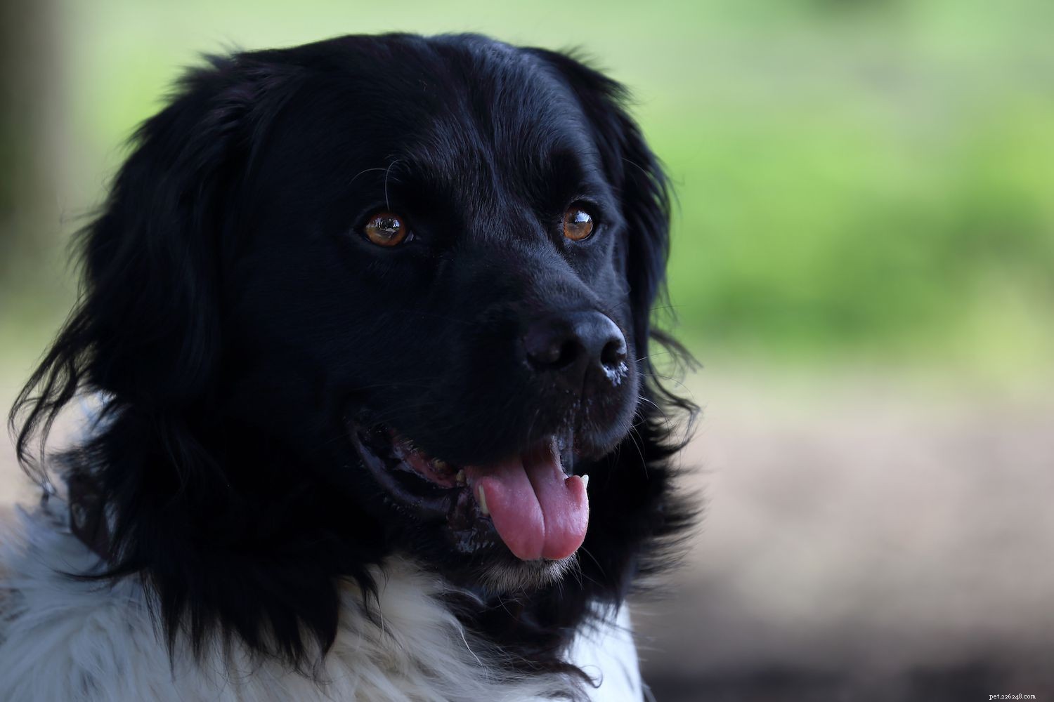 Stabyhound (Staby) – Rare Dutch Sporting Dog: Traits, Care & Adoption