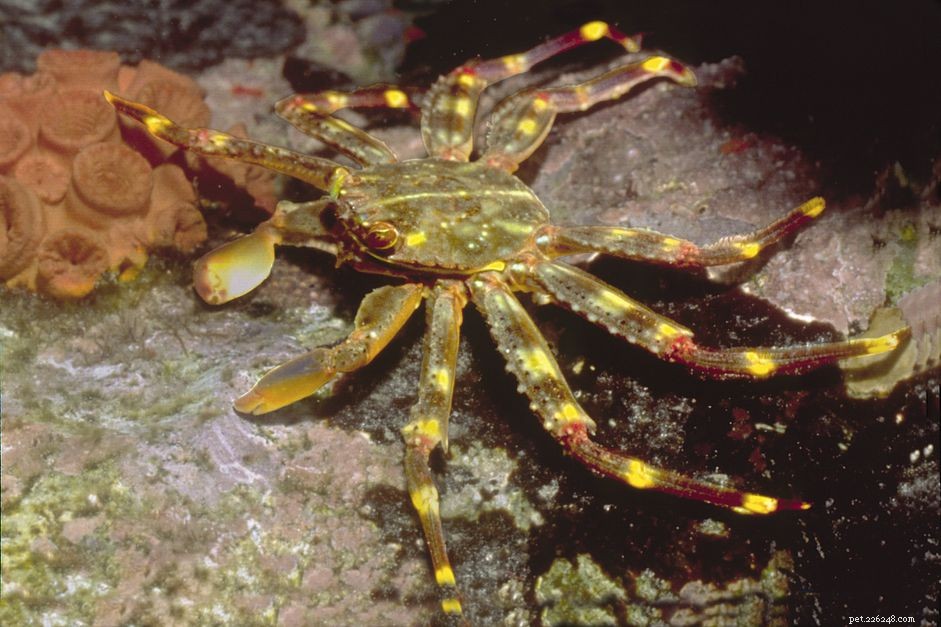 Sally Lightfoot Crab: Ultimate Tank Cleaner & Scavenger