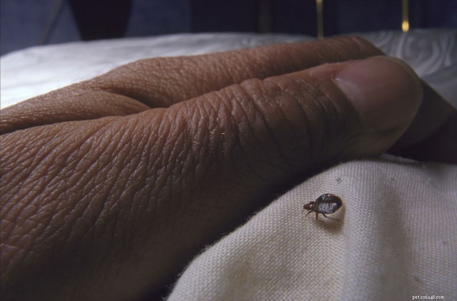 Can Pets Contract Bed Bugs? What You Need to Know