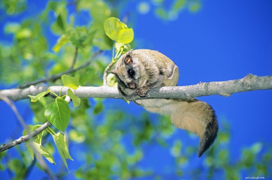 Northern Flying Squirrel Care Guide: Behavior, Housing & Health