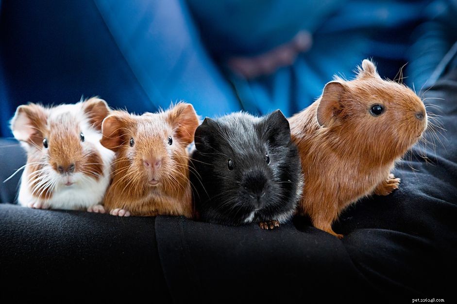 Optimal Timing and Tips for Breeding Guinea Pigs Safely