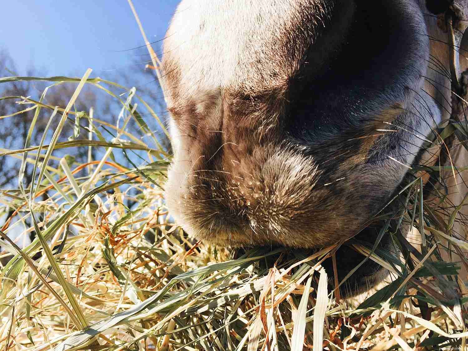 12 Clear Signs Your Horse Needs a Dental Check‑Up