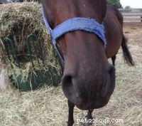 12 Clear Signs Your Horse Needs a Dental Check‑Up