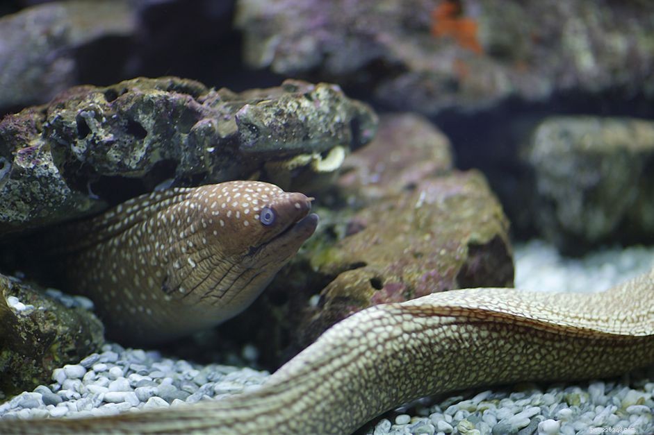 Understanding Fish-Only Saltwater Aquariums: What They Are and How to Set Them Up