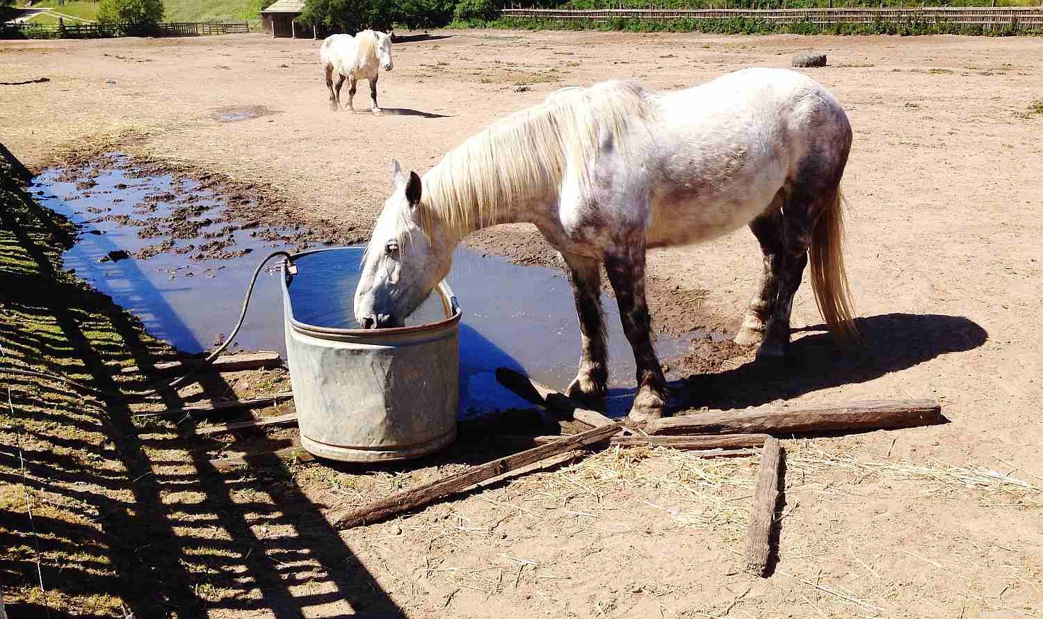 12 Clear Signs Your Horse Needs a Dental Check‑Up