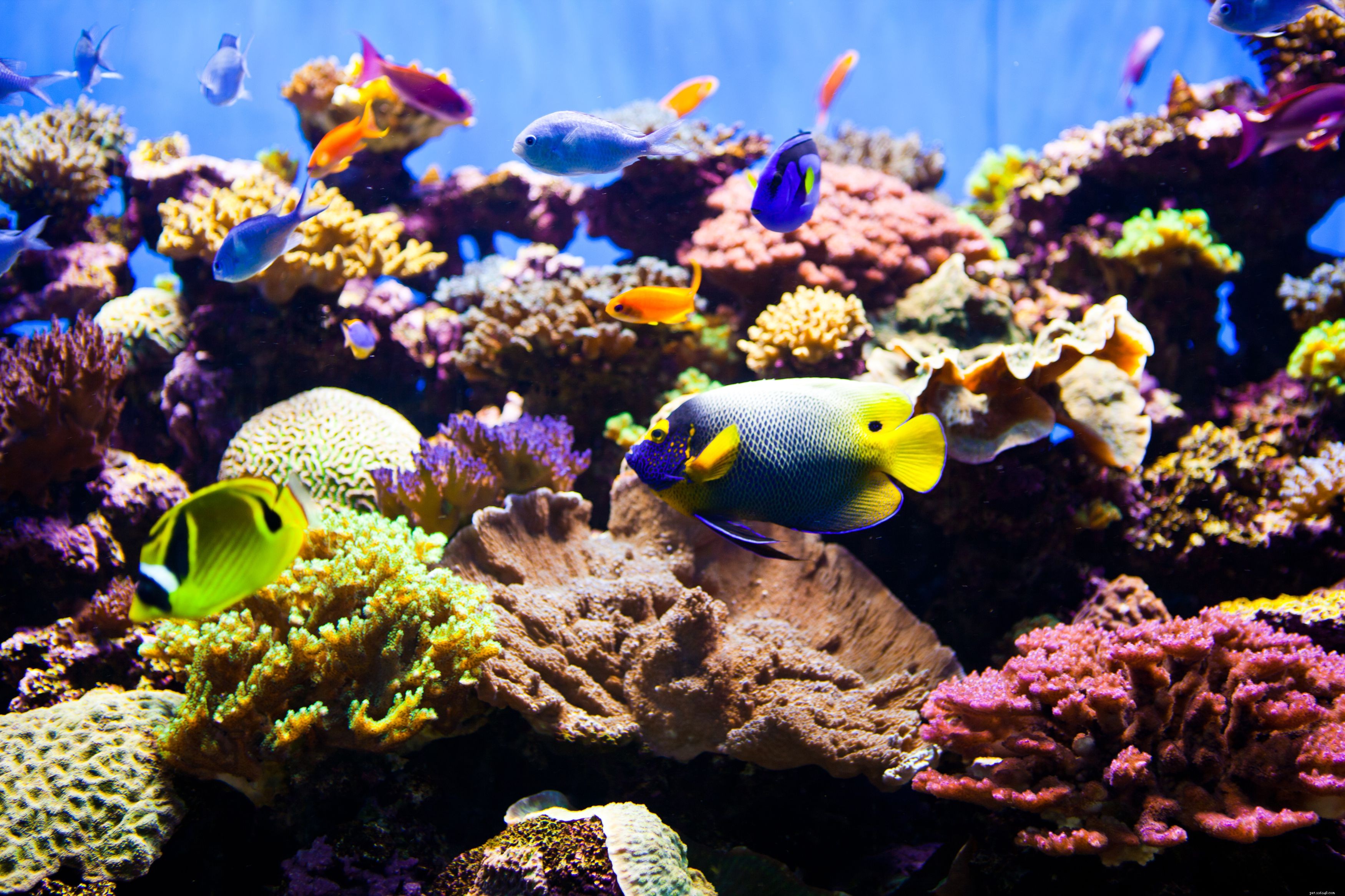 Understanding Fish-Only Saltwater Aquariums: What They Are and How to Set Them Up