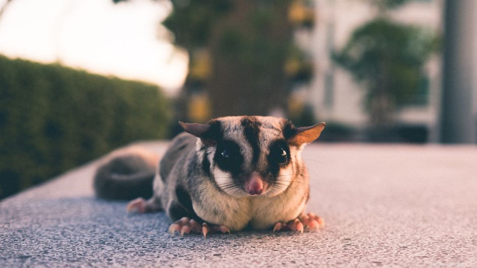 Top 5 Health Issues to Watch for in Sugar Gliders