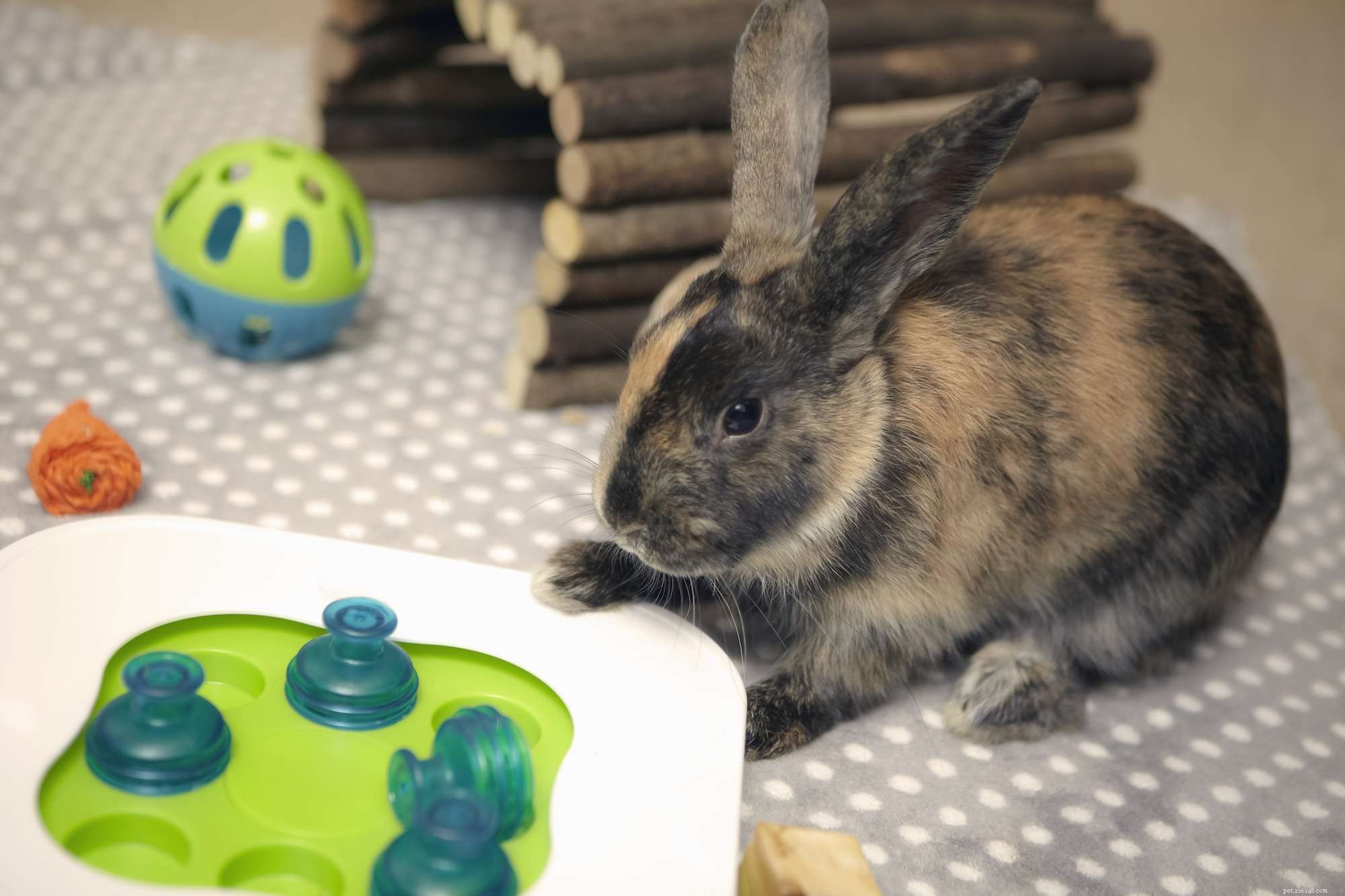 Prevent Hairballs in Your Rabbit: Simple, Effective Prevention Tips