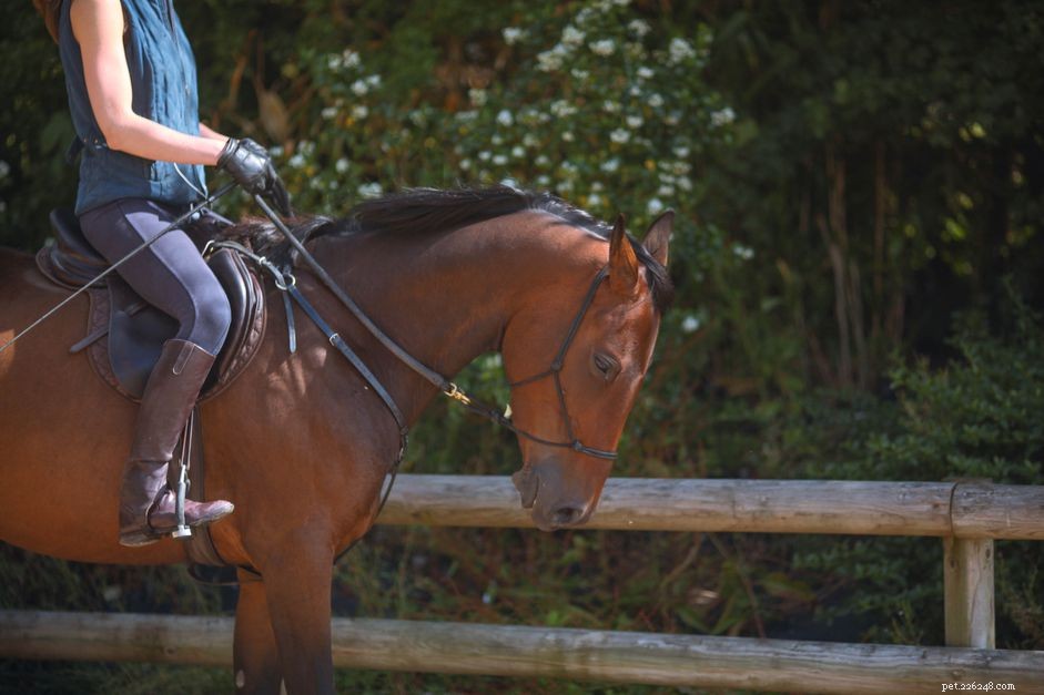 Riding Horses with a Bitless Bridle: A Proven Guide to Training and Comfort
