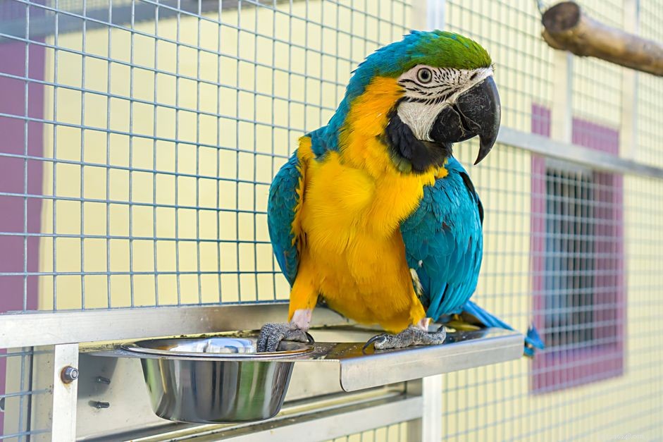 How to Select a Trusted Bird Breeder: Expert Tips