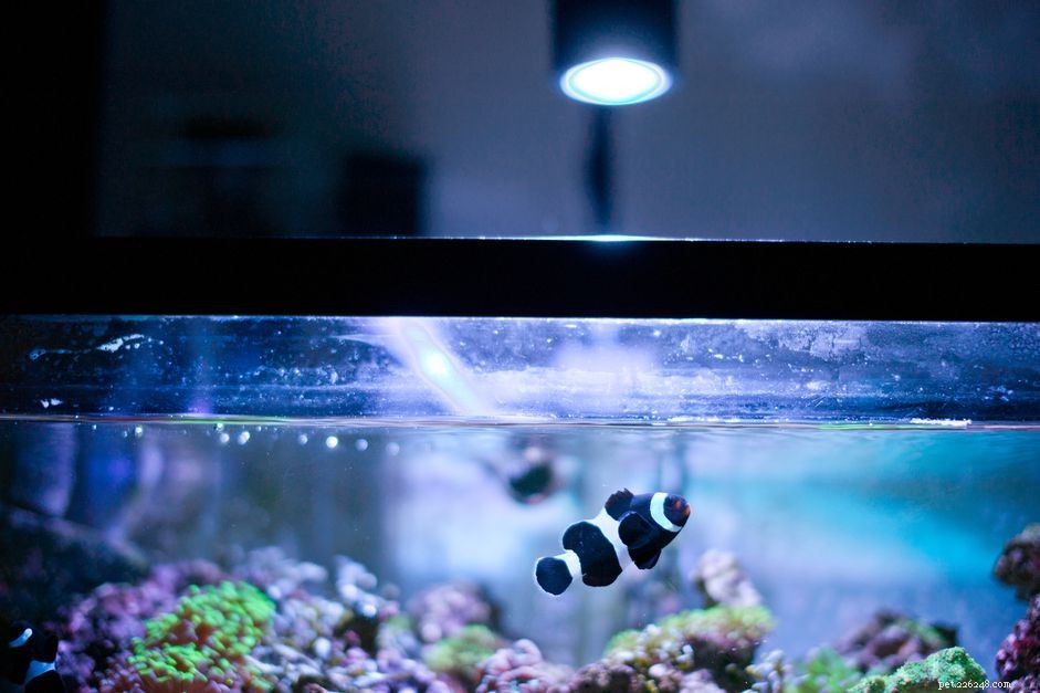 Understanding and Preventing Salt Creep in Saltwater Aquariums