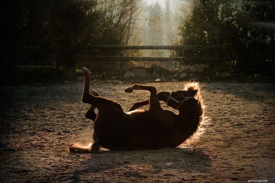 The Science Behind Horses Rolling: Why They Roll and What It Means