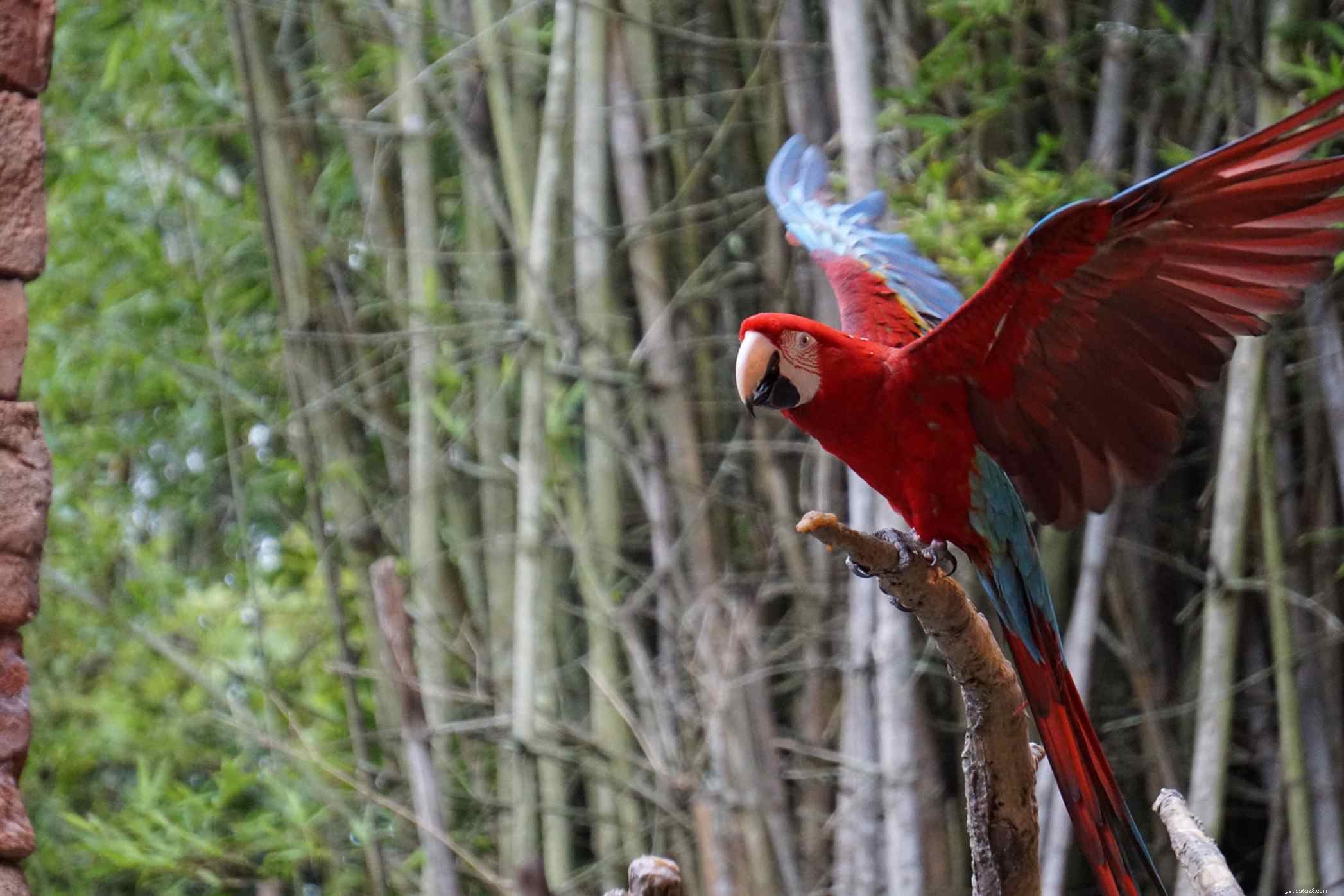 Understanding Hormonal Changes in Parrots: Signs, Causes, and Care