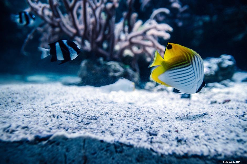How Live Sand Enhances Biological Filtration in Your Saltwater Aquarium