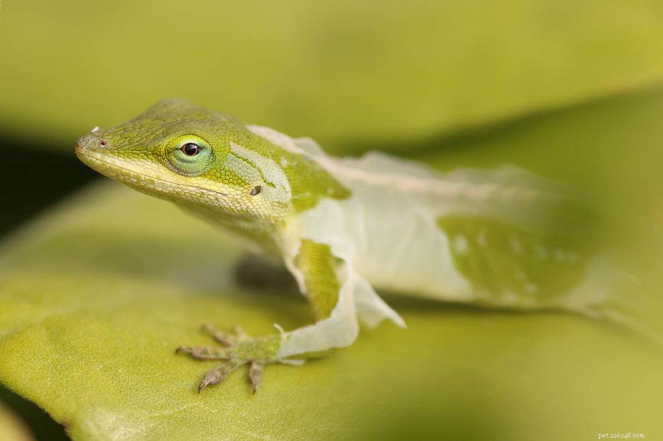 Common Causes of Incomplete Shed in Reptiles & How to Prevent It