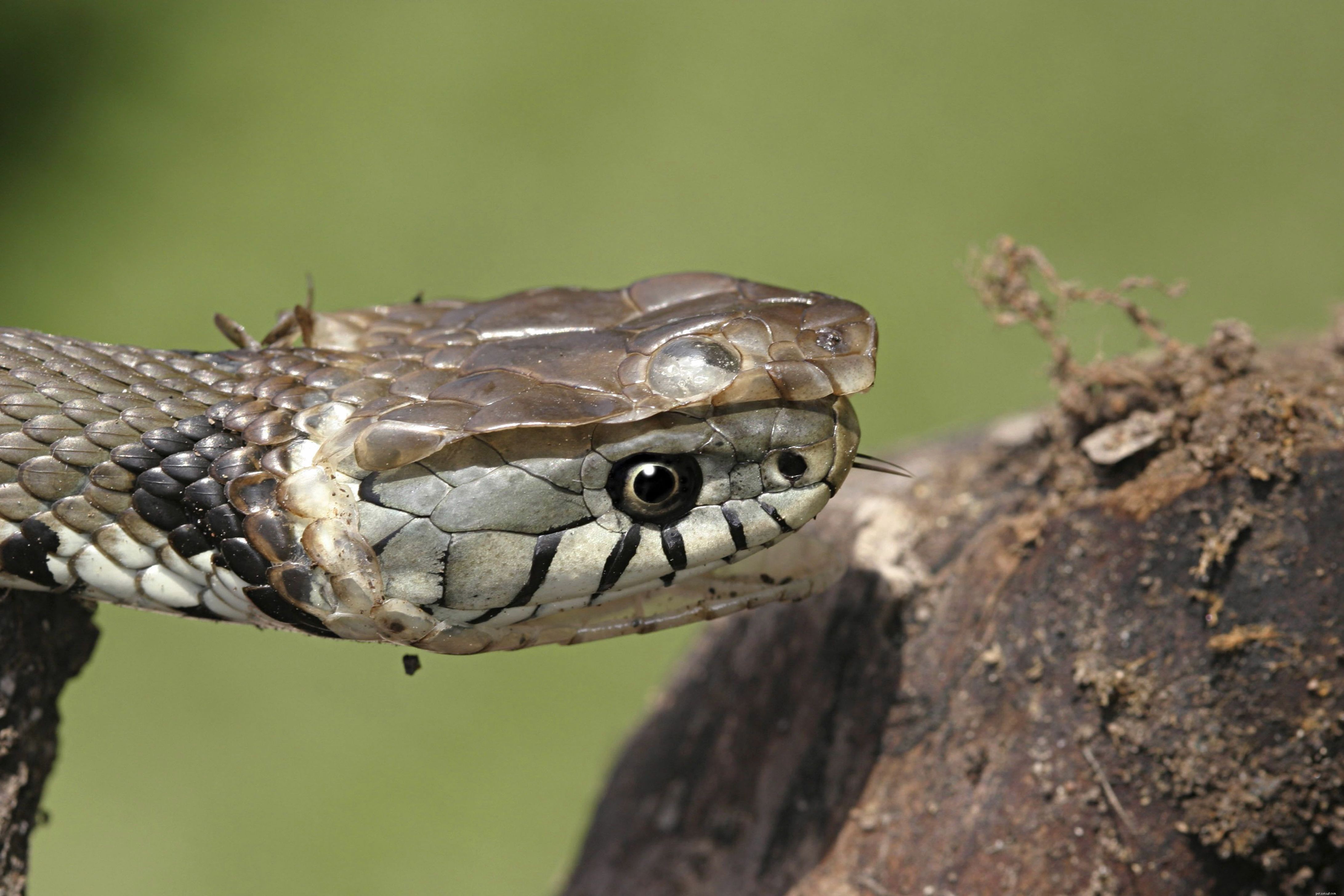 Common Causes of Incomplete Shed in Reptiles & How to Prevent It