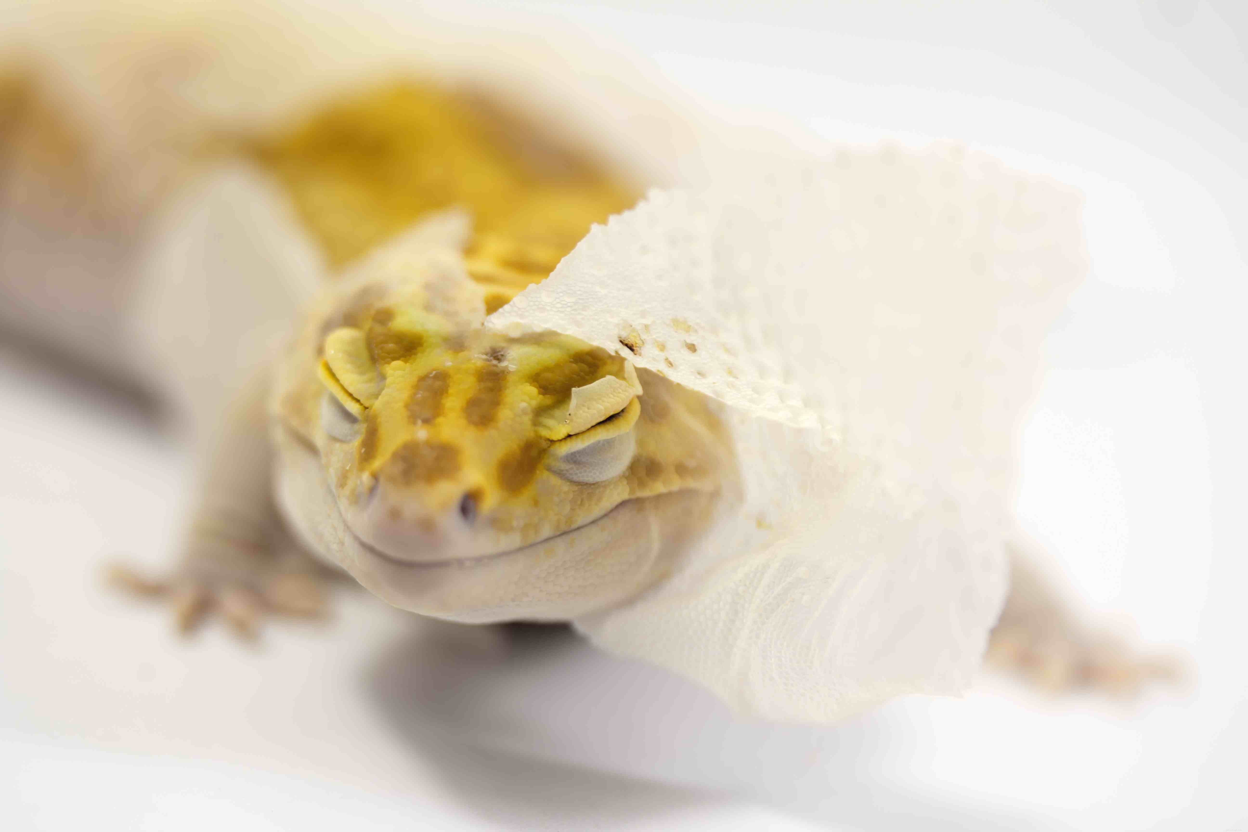 Common Causes of Incomplete Shed in Reptiles & How to Prevent It