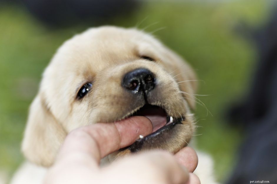 Stop Puppy Biting: Effective Training for Bite Inhibition and Safe Play