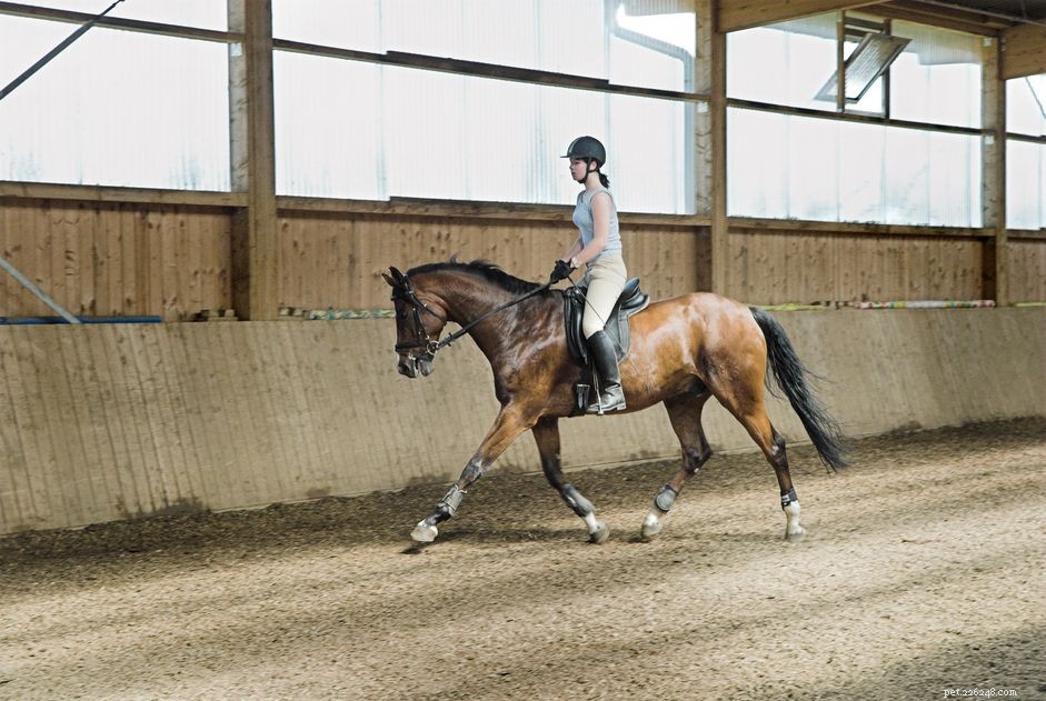 Posting the Trot: A Guide to Comfortable, Controlled Riding