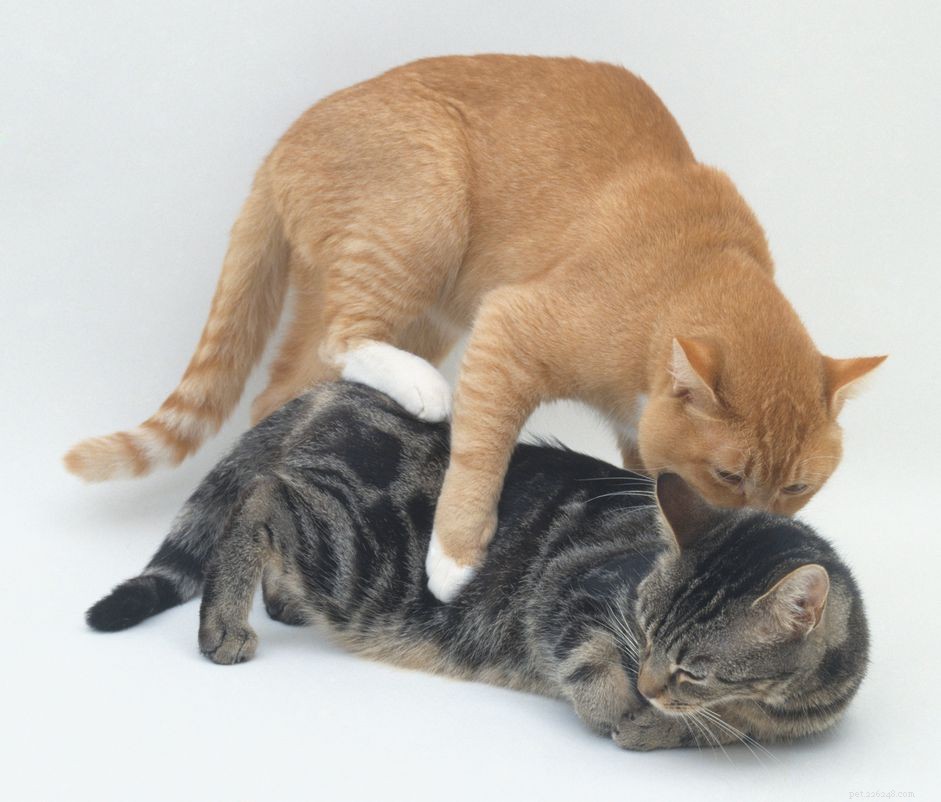 Understanding Neutered Cat Humping: Causes & Solutions