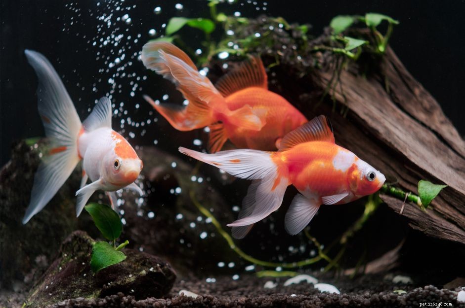 Enhancing Saltwater Aquarium Oxygenation: Why Surface Exchange Matters
