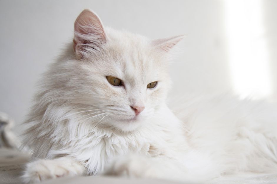 Understanding the Difference Between Cat Hair and Fur