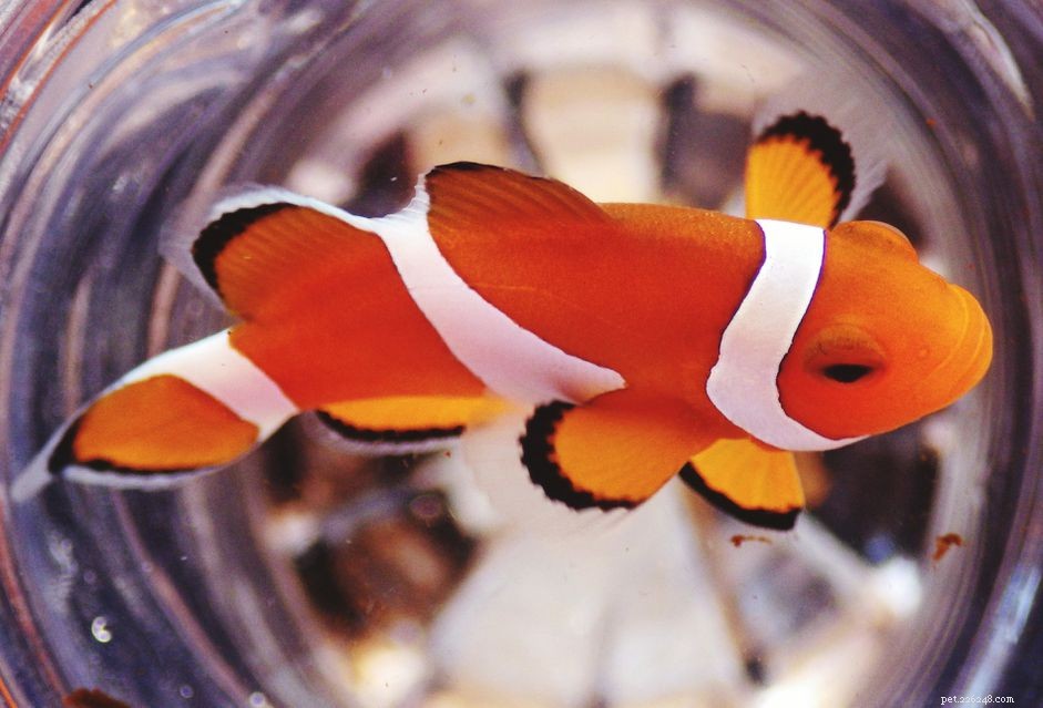 Safely Treating Marine Fish Parasites with Formalin