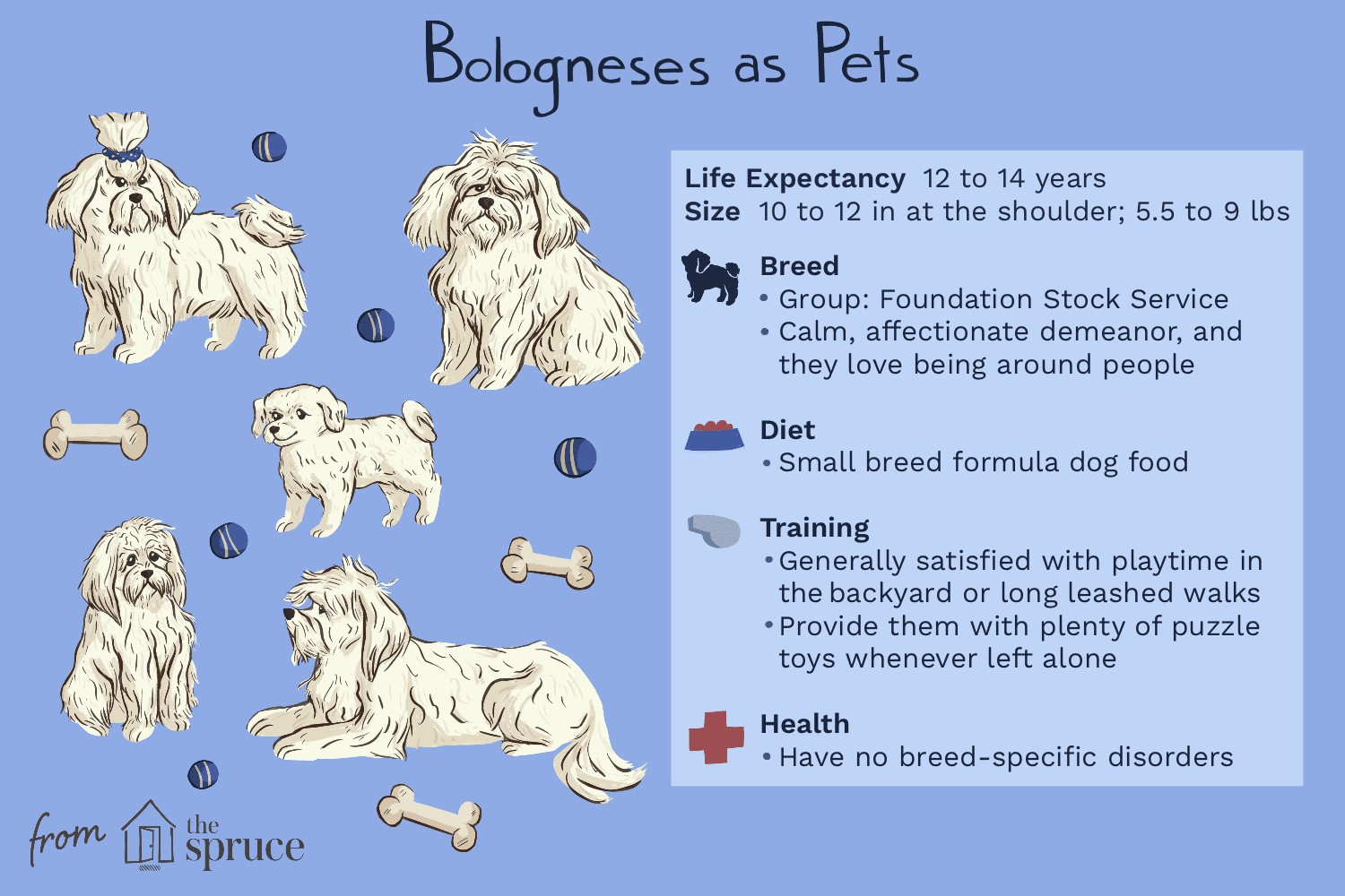 Bolognese (Bolos) Dog Breed Profile: Traits, Care & Adoption Guide