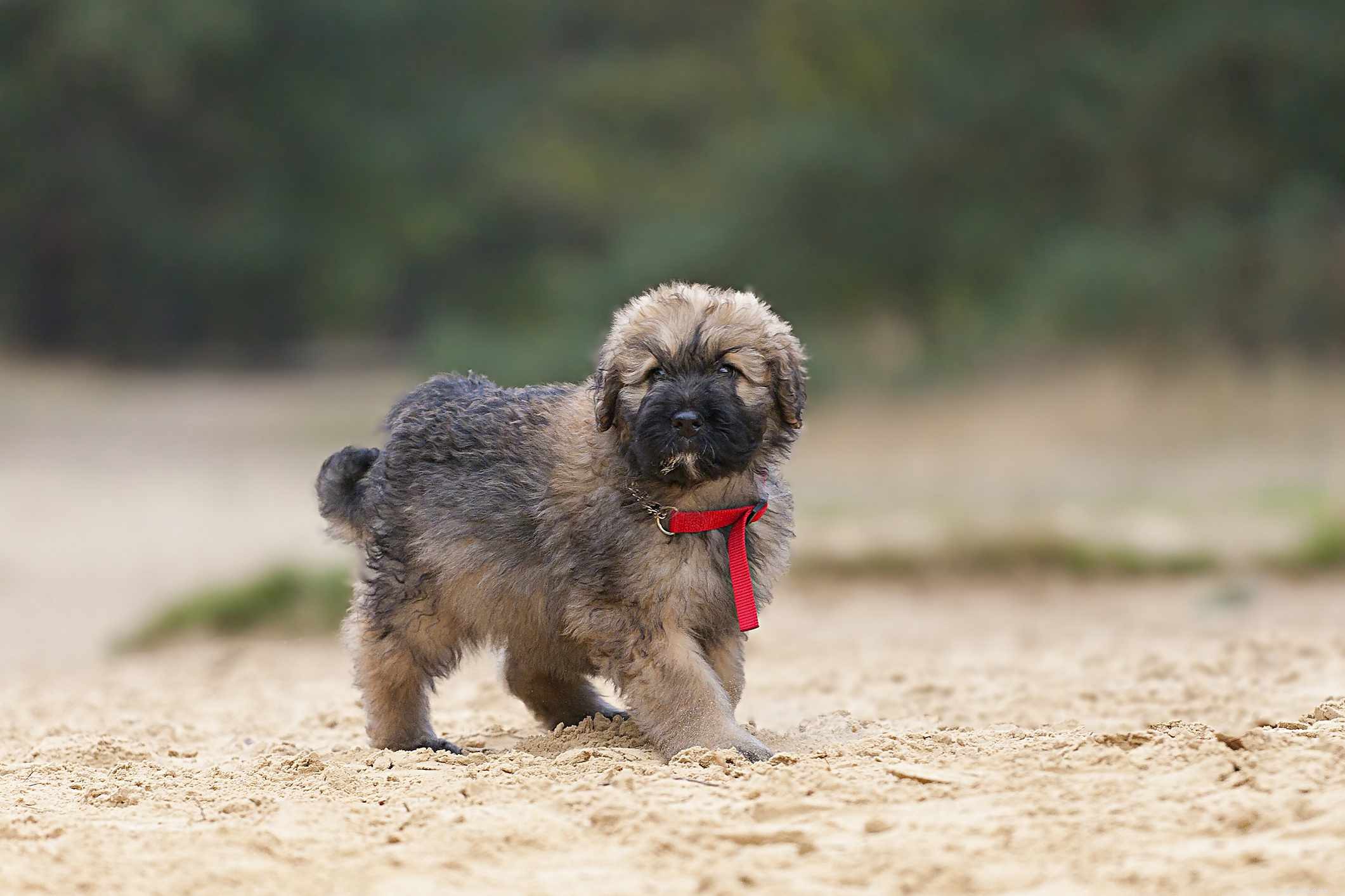 Bouvier des Flandres: A Comprehensive Guide to the Powerful, Loyal Herding Dog