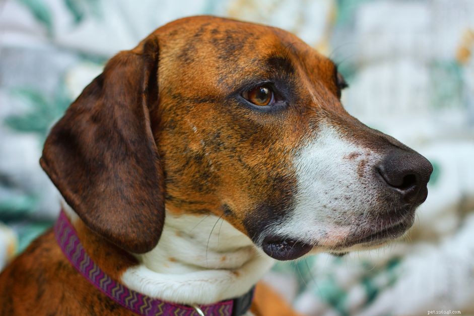 Plott Hound Dog Breed Profile: History, Traits & Care