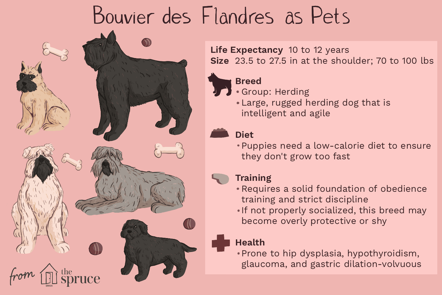 Bouvier des Flandres: A Comprehensive Guide to the Powerful, Loyal Herding Dog
