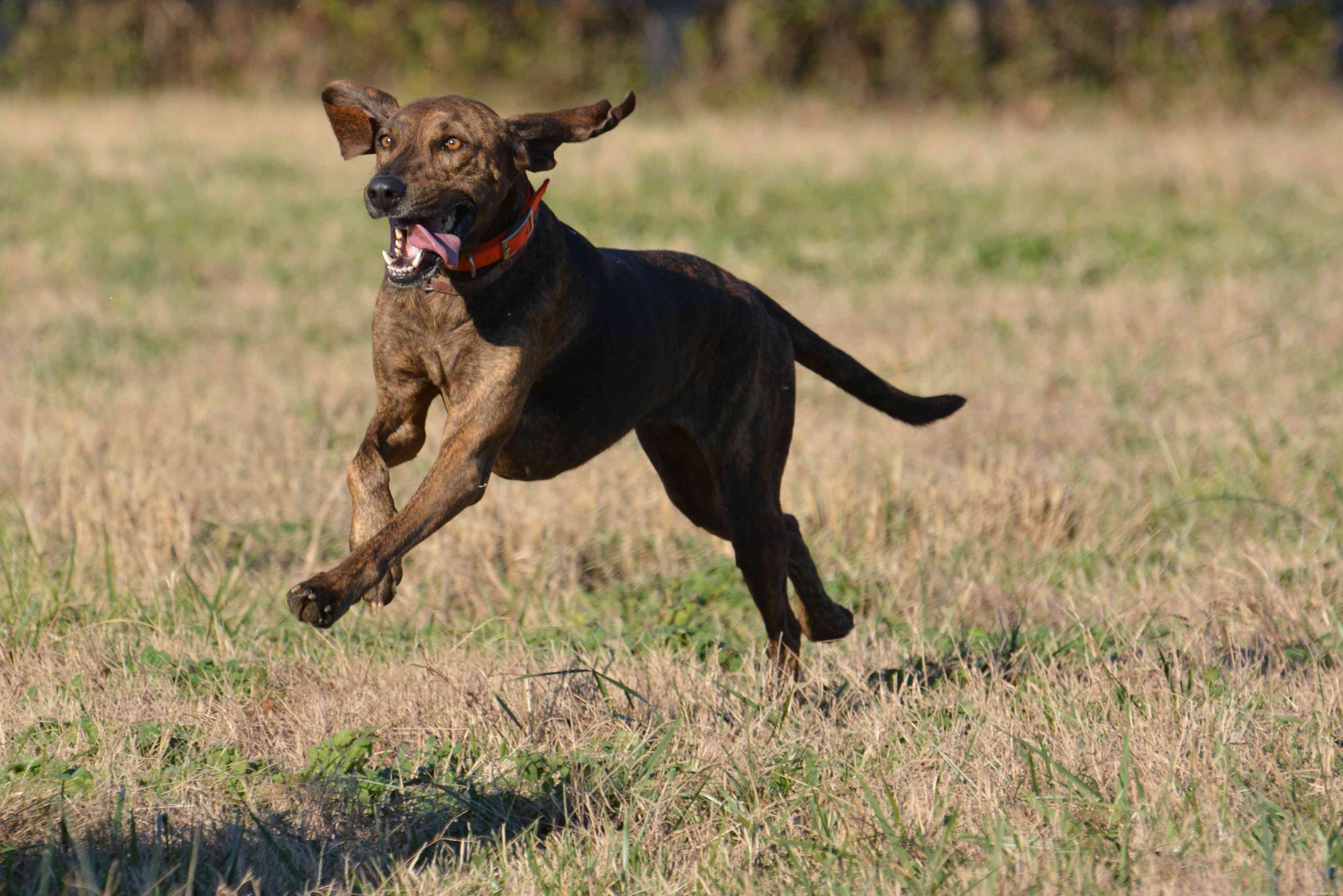 Plott Hound Dog Breed Profile: History, Traits & Care