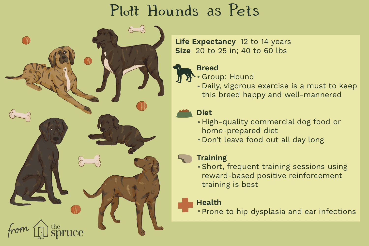 Plott Hound Dog Breed Profile: History, Traits & Care
