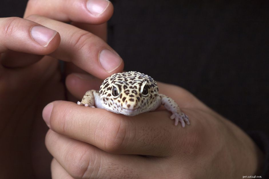 Safe Winter Transport for Reptiles: Keeping Your Pet Warm and Stress-Free