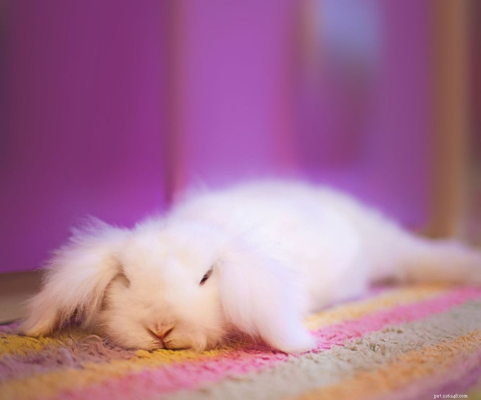 Professional Guide: Grooming Your Angora Rabbit for Health & Comfort