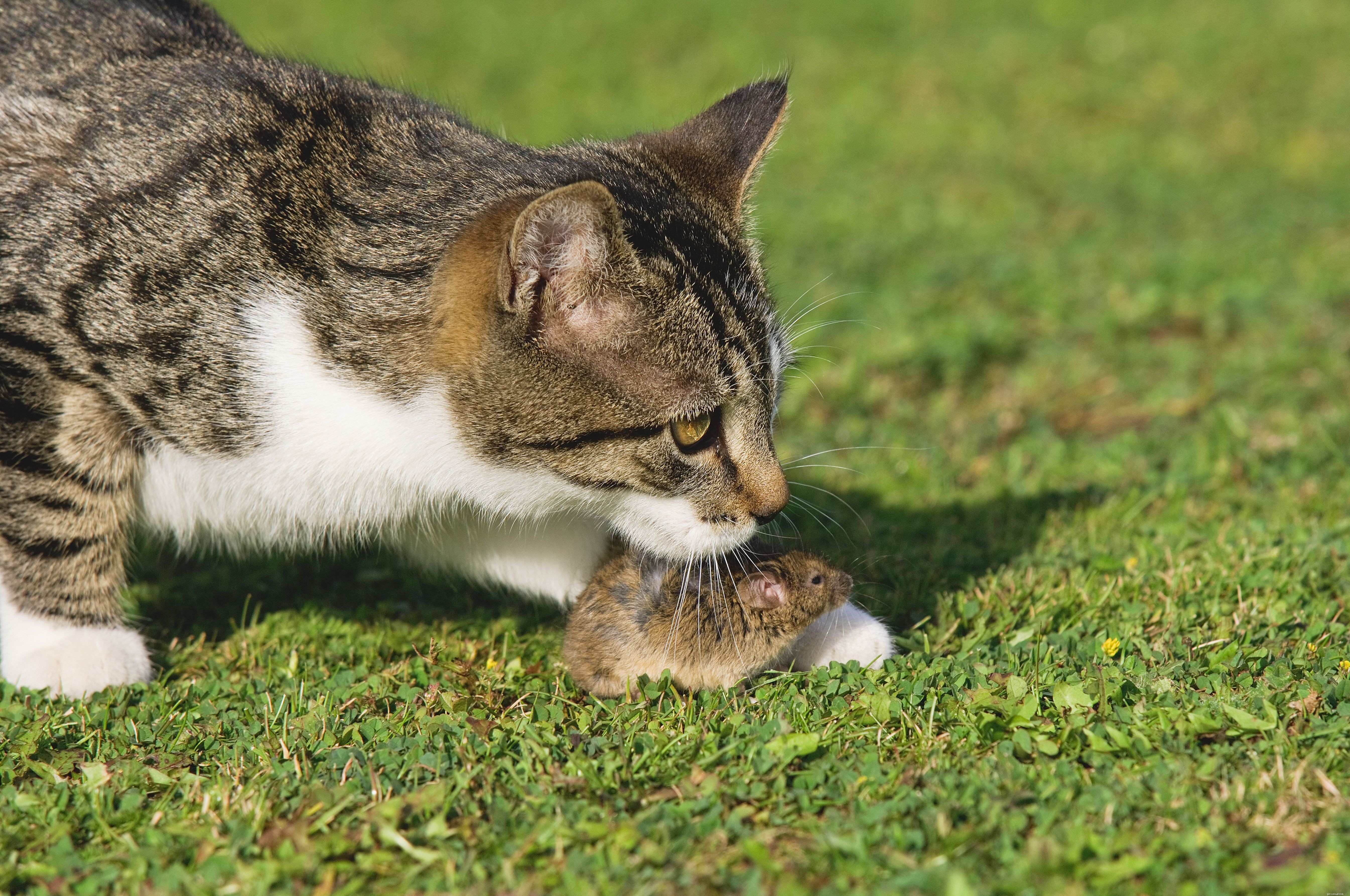 Why Indoor Cats Thrive: 12 Key Benefits for Their Health and Safety