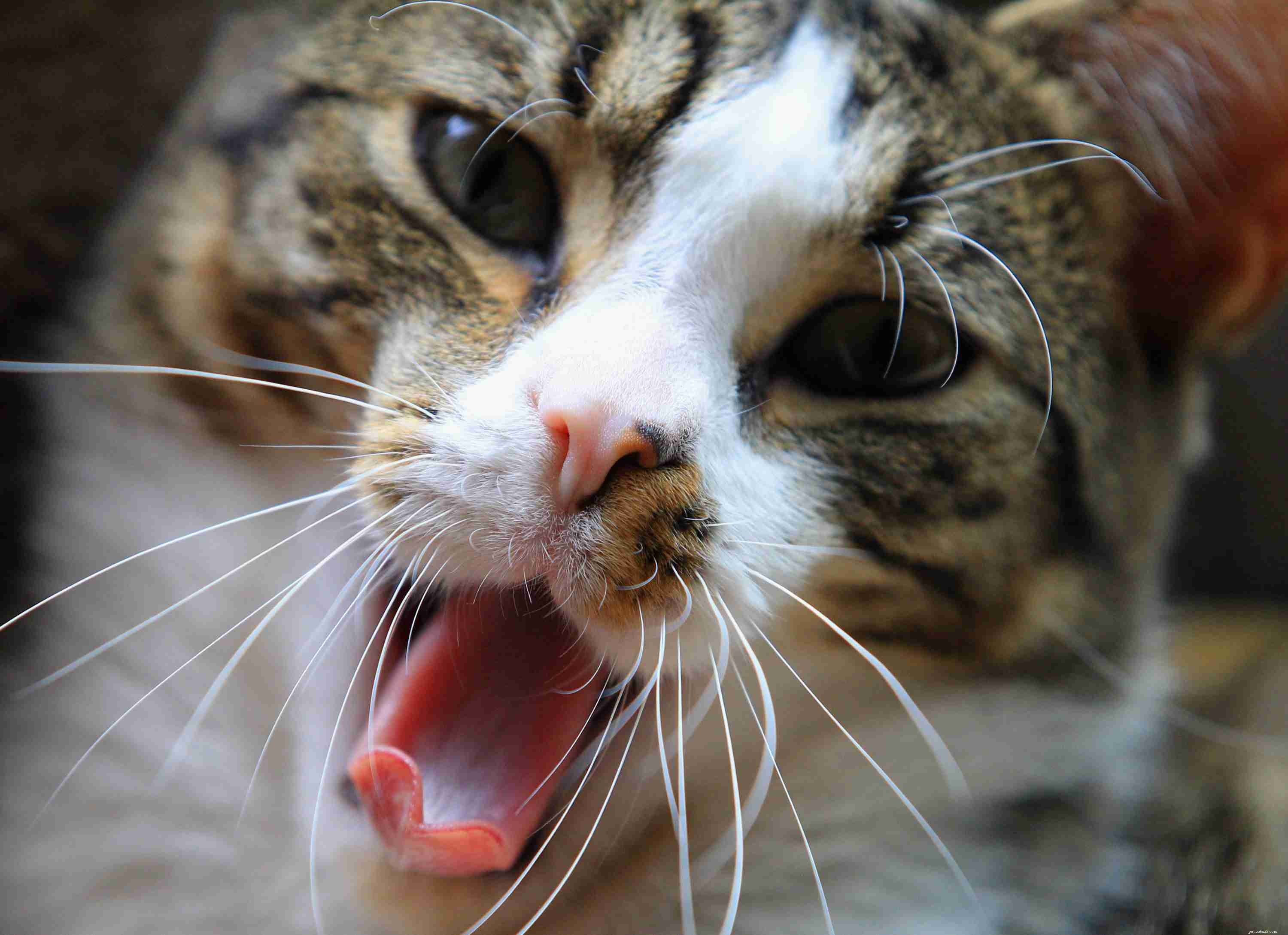Why Indoor Cats Thrive: 12 Key Benefits for Their Health and Safety